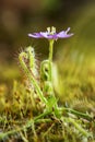 Drossera Indica flower, Flycatcher is an insectivorous plant, Kas Pathar, Satara, Maharashtra, India