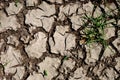 Drought Royalty Free Stock Photo