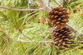 Drought acorns with leaves Royalty Free Stock Photo