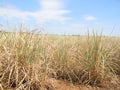 Drought affected sugarcane in field