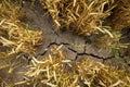 Drought and bad harvest - parched land on crops field due to hot and dry summer