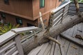 Drought causes dead pot pine tree to fall on house Royalty Free Stock Photo