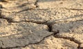 Drought and climate change. Dry soil texture on the ground Royalty Free Stock Photo