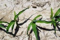 Drought conditions in Illinois corn field Royalty Free Stock Photo