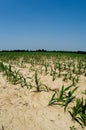 Drought conditions in Illinois corn field Royalty Free Stock Photo