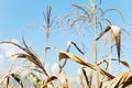 Drought corn field Royalty Free Stock Photo