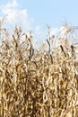 Drought corn field Royalty Free Stock Photo