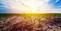 Drought in corn field Royalty Free Stock Photo