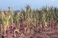 Drought corn field in hot summer Royalty Free Stock Photo