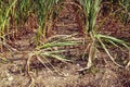 Drought corn field in hot summer Royalty Free Stock Photo