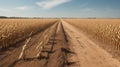 Drought in a Cornfield: Devastating Impact on Agriculture.