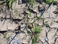 Drought-cracked ground, with sparse tufts of hardy grass Royalty Free Stock Photo