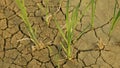 Drought cracked pond wetland, swamp very drying up the soil crust earth climate change, environmental disaster and earth cracks Royalty Free Stock Photo