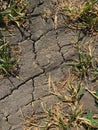Drought - Crops dying from low rainfall