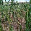 drought damage in corn, maize field Royalty Free Stock Photo