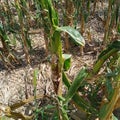 drought damage in corn, maize field Royalty Free Stock Photo