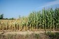 Drought damaged corn