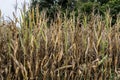 Drought Damaged Corn Crop Royalty Free Stock Photo