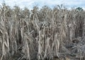 Drought Damaged Cornfield