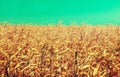 Drought Damaged Cornfield: Poorly developed cornstalks show the effects of prolonged hot, dry weather