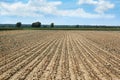 Drought: Dead Crops Royalty Free Stock Photo