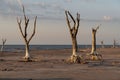 Drought-dead trees and cracked soil in dry lagoon