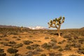 Desert landscape with bush shrubs and cactuses view of the snowy mountain range the Sierra Nevada