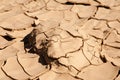 Drought and Desertification