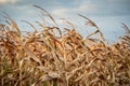 Drought Disaster. Bad Corn. Corn Field. Agronomy, harvest. Royalty Free Stock Photo