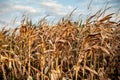 Drought Disaster. Bad Corn. Corn Field. Agronomy, harvest. Royalty Free Stock Photo