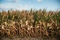 Drought Disaster. Bad Corn. Corn Field. Agronomy, harvest. Royalty Free Stock Photo