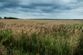 Drought Disaster. Bad Corn. Corn Field. Agronomy, harvest. Royalty Free Stock Photo