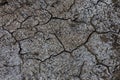 Drought. Dried bottom of lake river sea. Dead crabs dry from drought. Dry fractured soil of drought. Concept of drought, climate c