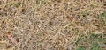 Drought Dried saint Augustine grass