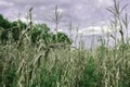 Drought and dry corn fields with blue sky Royalty Free Stock Photo