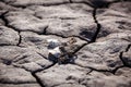 Drought, dry earth, sadness, dried up water Royalty Free Stock Photo