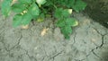 Drought dry field land with potato leaves Solanum tuberosum potatoes, drying up the soil cracked, climate change