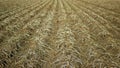 Drought dry field land with potato leaves Solanum tuberosum potatoes, drying up the soil cracked, climate change