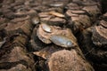 Drought, Dry ground on dead fish. Royalty Free Stock Photo