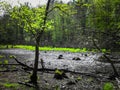 Drought - a dry lake in the middle of a forest