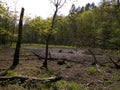 Drought - a dry lake in the middle of a forest