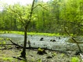 Drought - a dry lake in the middle of a forest