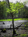 Drought - a dry lake in the middle of a forest