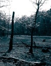 Drought - a dry lake in the middle of a forest