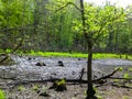 Drought - a dry lake in the middle of a forest