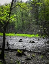 Drought - a dry lake in the middle of a forest