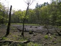 Drought - a dry lake in the middle of a forest