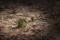 Drought. Dry lake. young shoot of plant through cracks. Dry fractured soil of drought Royalty Free Stock Photo