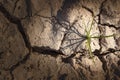 Drought. Dry lake. young shoot of plant through cracks. Dry fractured soil of drought Royalty Free Stock Photo