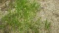 Drought dry meadow land with lowland fens Bolboschoenus maritimus, drying up the soil cracked, climate change Royalty Free Stock Photo